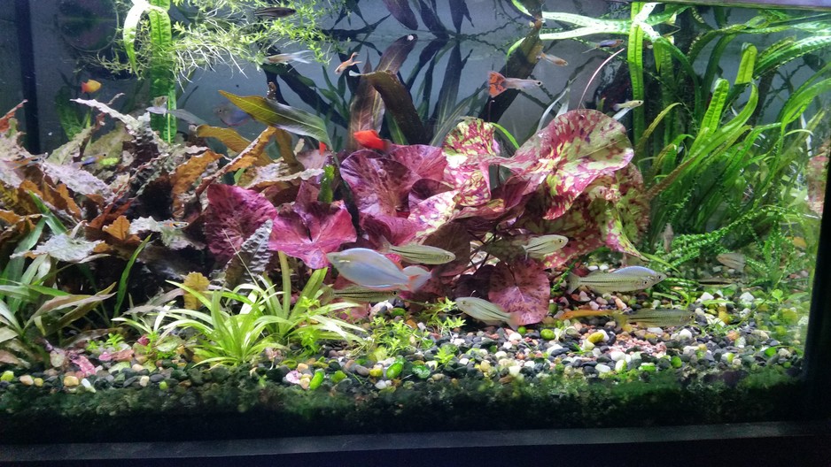 City Pet And Aquarium Pic 1 - My home aquariums that City pet Aquarium assisted me with