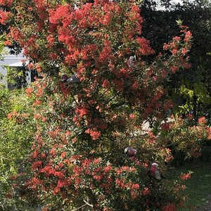 The Boathouse Narrawallee Pic 5 - Christmas Bush in flower