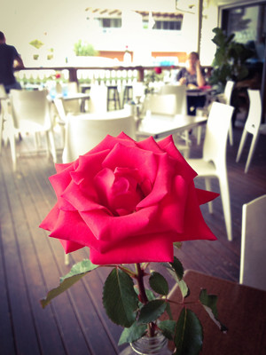 Avvia Cafe Resturant Pic 3 - Pretty roses on each table at Avvia