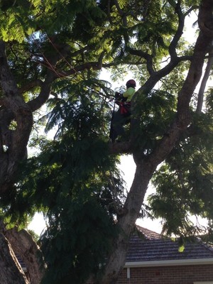 Canopy Tree Services Southern Highlands Pic 4