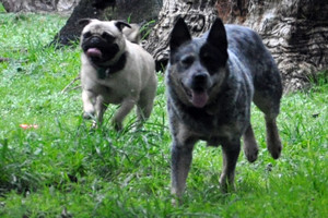 jakeeva pugs profile for bundycowgirl jakeeva pugs profile for bundycowgirl