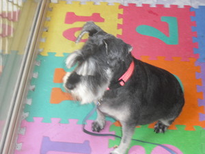 TINA'S DOG GROOMING Pic 3