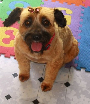 TINA'S DOG GROOMING Pic 2