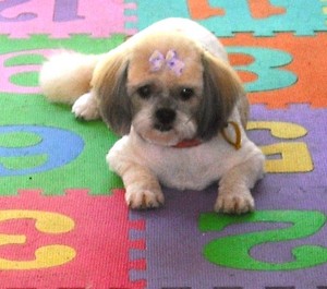 TINA'S DOG GROOMING Pic 5