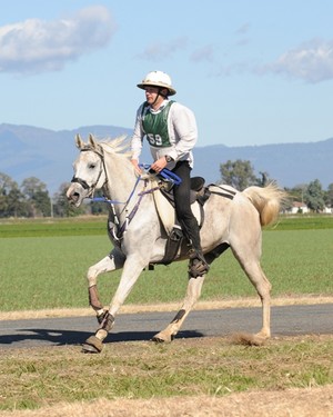 Zuhraan Pointer Dogs Pic 5 - Endurance horse