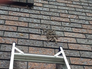 Buzz Off Termites & Pest Management Pty Ltd Pic 5 - Feral Bees making their home in this homes wall cavity