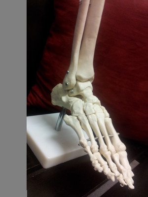 Professional Therapist Pty Ltd Pic 3 - Skeletal