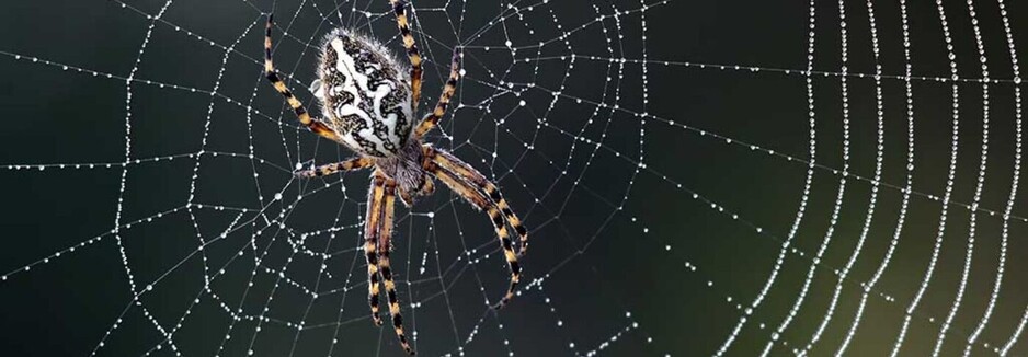 Spider Control Sydney Pic 1