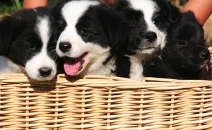 Lamington Terrace Veterinary Surgery Pic 3 - Nothing cuter than a basket full of puppies