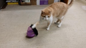 Lamington Terrace Veterinary Surgery Pic 4 - Prickles our clinic cat loves his food dispenser