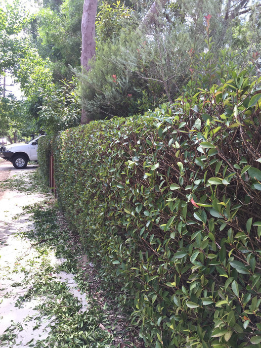 Matchless Mowing & Gardening Pic 1 - Hedging