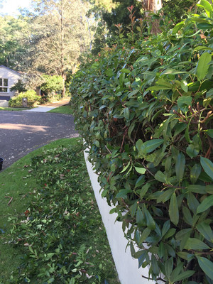 Matchless Mowing & Gardening Pic 3 - Hedging