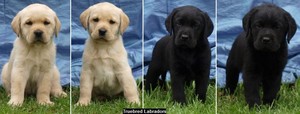 Truebred Labradors Pic 2