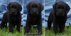 Truebred Labradors Pic 4