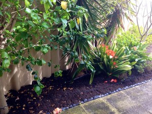 OASIS Lawns & Landscapes Pic 3 - mulching garden beds with karri peat mulch