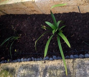 OASIS Lawns & Landscapes Pic 2 - mulching garden beds with karri peat mulch