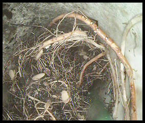 Drains Kleen Pic 1 - Tree roots blocking drain