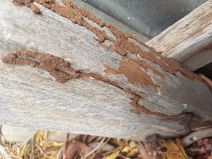 Southern suburbs pest control Pic 2 - Termite leads in a fence post