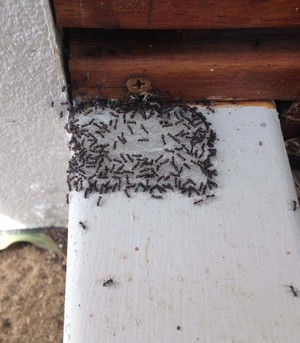 Southern suburbs pest control Pic 5 - Black ants taking bait