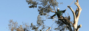 Tall Timbers Tree Services Pic 2