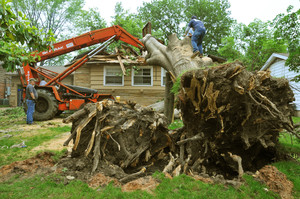 Tall Timbers Tree Services Pic 3