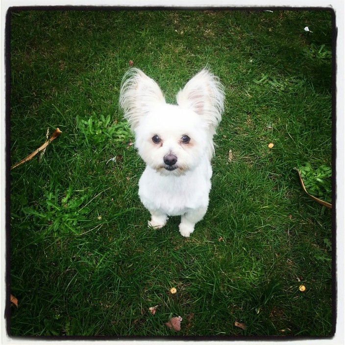 Genie's dog wash Pic 1