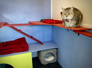 Blue Mountains Animal Health Pic 3 - Leura cat cottage