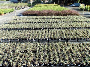 Total Plant Solutions QLD Pic 3