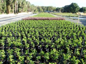 Total Plant Solutions QLD Pic 4