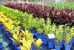 Total Plant Solutions QLD Pic 5