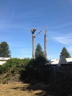 Pest & Tree Solutions Pic 4