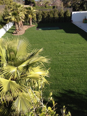 Green Landscaping Pic 3 - backyard turf tall fescue