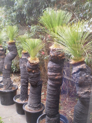 Jaydees Grass Trees Pic 5