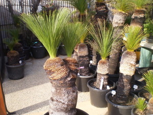 Jaydees Grass Trees Pic 2