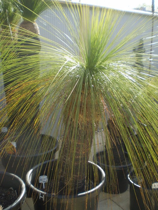 Jaydees Grass Trees Pic 1