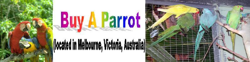 buy a parrot Pic 1 - logo