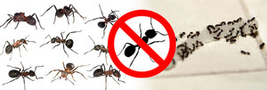 Female Choice Pest Control Melbourne Pic 4 - Female Choice Pest Control Melbourne