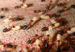 The Pest Doctor Pic 5 - ants