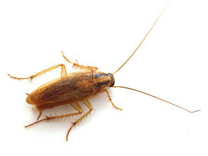 The Pest Doctor Pic 2 - cockroach