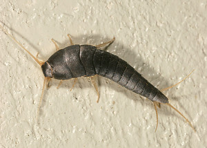 The Pest Doctor Pic 4 - silverfish