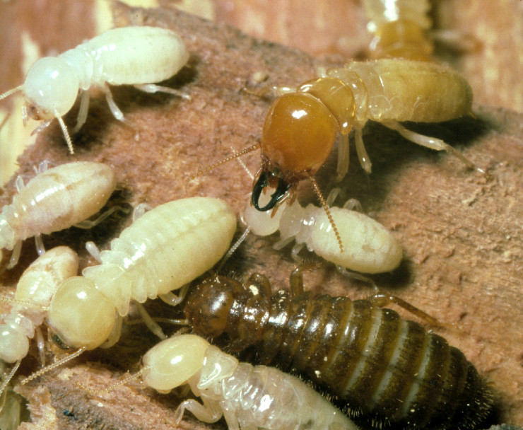 The Pest Doctor Pic 1 - termites