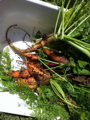 Delicious Nutrition Therapy Pic 5 - Delicious carrots