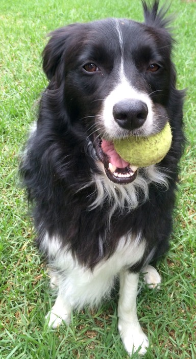 Pet Stays Pic 1 - Bear the Border Collie who came to stay