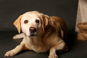 Pet Stays Pic 3 - This is my dog Heidi She is a Labrador Retriever