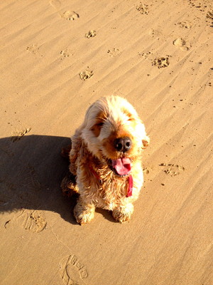 Pet Stays Pic 4 - This is Cooper the Cocker Spaniel sitting on the sand at the beach Most dogs love running and jumping in the waves