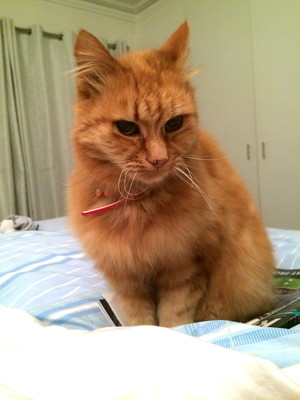 Pet Stays Pic 5 - This is my cat Ginger She is a female cat and is approximately 13 years old