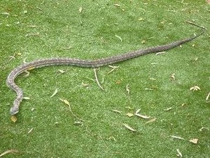 Bemrose Wildlife Management Services Pic 5 - Fauna Spotter Catcher Services carpet snake Brisbane