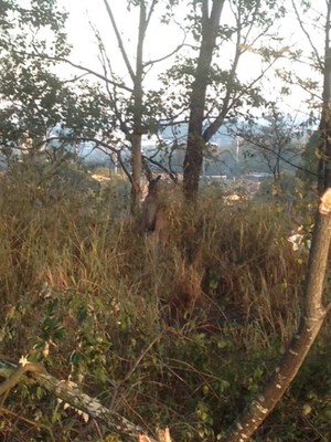 Bemrose Wildlife Management Services Pic 3 - Fauna Spotter Catcher Services eastern grey kangaroo Brisbane