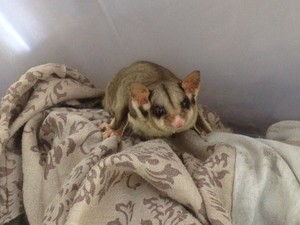 Bemrose Wildlife Management Services Pic 4 - Fauna Spotter Catcher Services sugar glider Brisbane