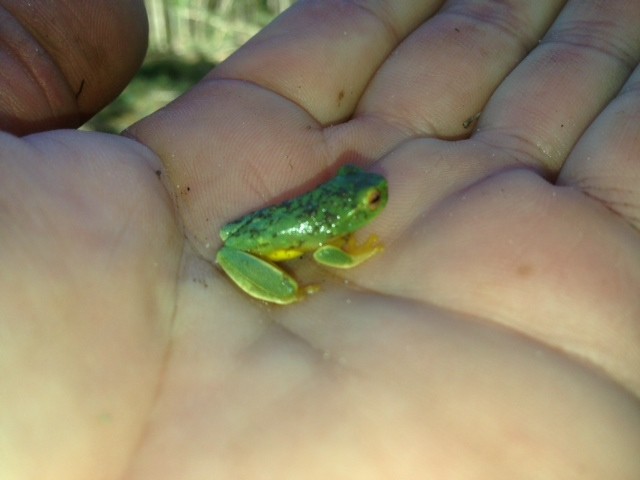 Bemrose Wildlife Management Services Pic 1 - Fauna Spotter Catcher Services tree frog Brisbane